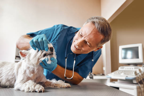  Knik Fairview, AK Emergency Dentist Pros